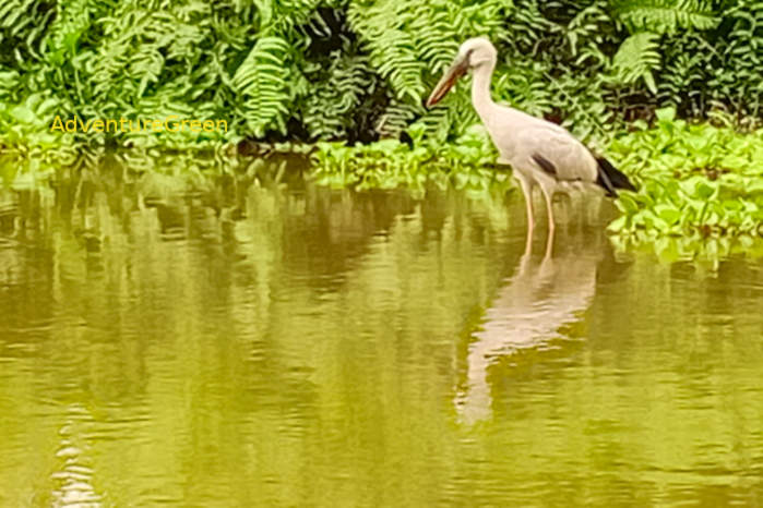 Asian Openbill in Vietnam