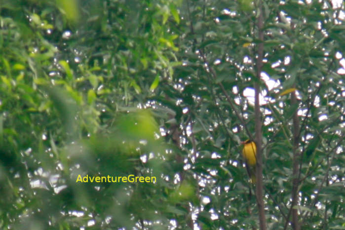 Black-naped oriole in Vietnam