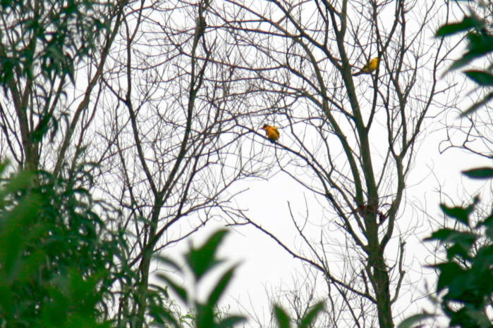Black-naped oriole in Vietnam