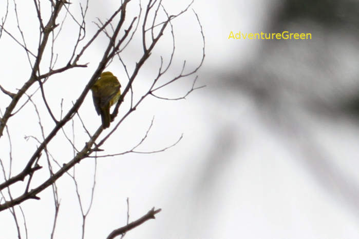 Black-naped oriole in Vietnam