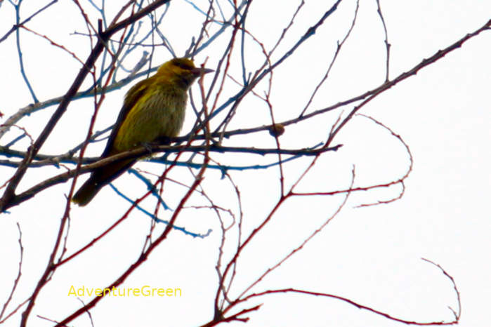 Black-naped oriole in Vietnam