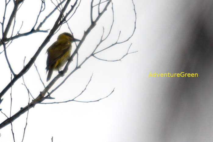 Black-naped oriole in Vietnam