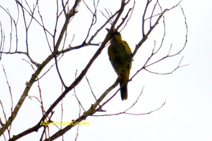 Black-naped oriole in Vietnam
