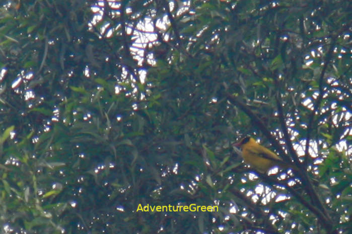 Black-naped oriole in Vietnam