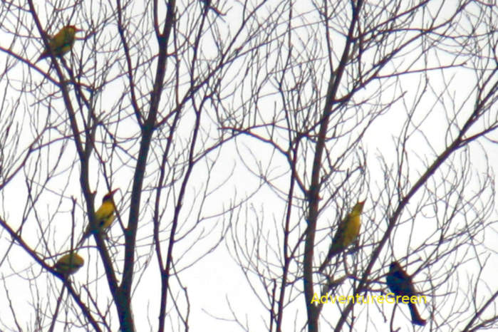 Bird Tour at Cat Tien National Park