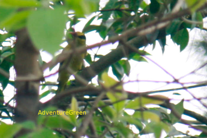 Slender-billed oriole in Vietnam in May 2026