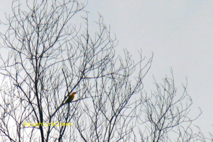 Slender-billed oriole