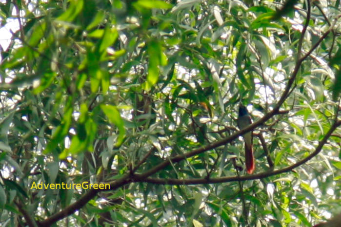 Amur paradise flycatcher in Vietnam