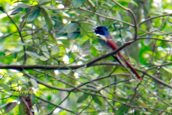 Amur Paradise-Flycatcher in Vietnam