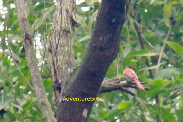 Blyth's Paradise-Flycatcher in Vietnam