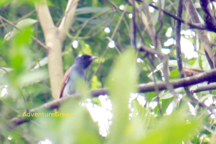 Blyth's Paradise-Flycatcher in Vietnam