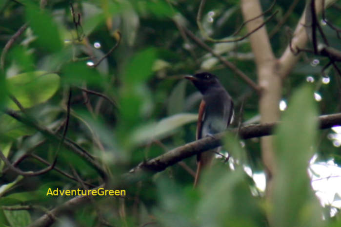 Blyth's Paradise-Flycatcher in Vietnam