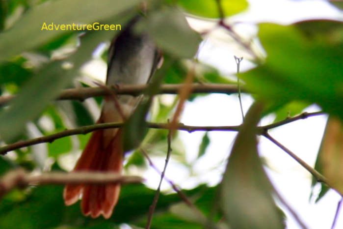 Blyth's Paradise-Flycatcher in Vietnam