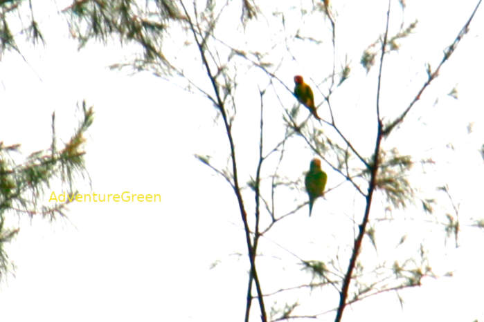 Red-Breasted Parakeet in Vietnam