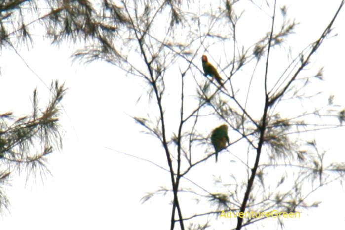 Red-breasted parakeet in Vietnam