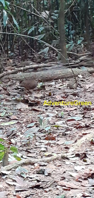 A green-legged partridge at Cuc Phuong National Park in Ninh Binh, Vietnam