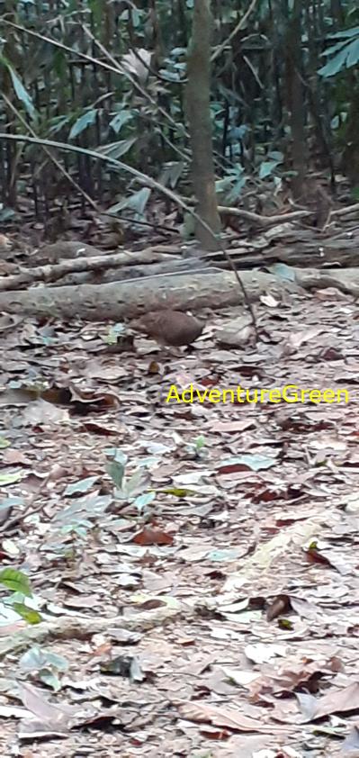 A green-legged partridge at Cuc Phuong National Park in Ninh Binh, Vietnam