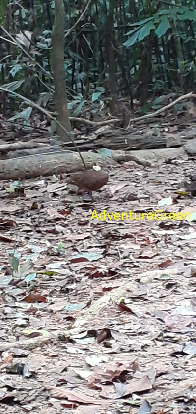 A green-legged partridge at Cuc Phuong National Park in Ninh Binh, Vietnam