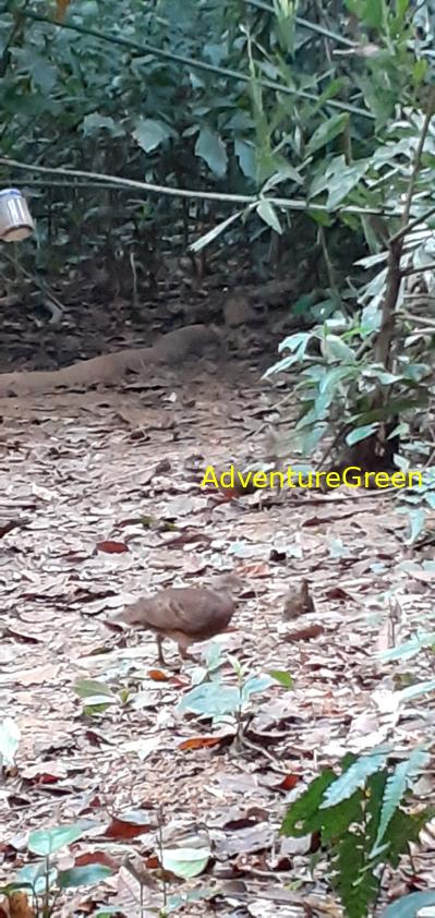 Green-legged Partridge at Cuc Phuong National Park Vietnam
