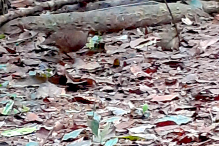 Green-legged partridge or Tonkon partridge in Vietnam