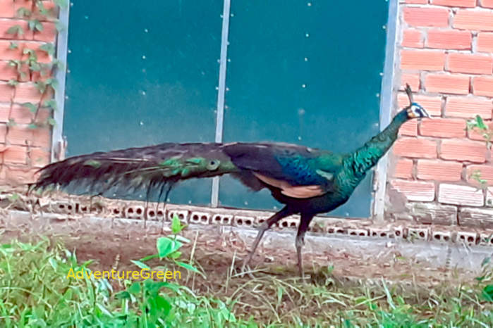 Green Peafowl at Cat Tien National Park