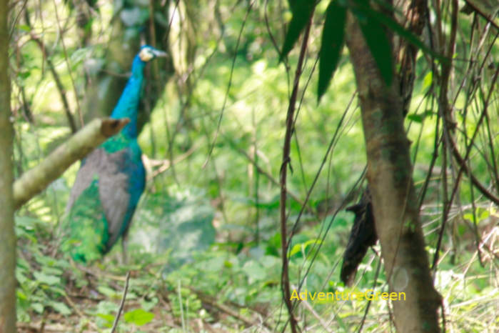 Green peafowls in Vietnam