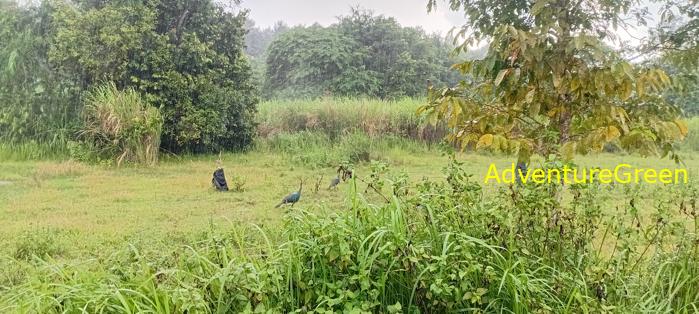 Green peafowls at Cat Tien National Park, Vietnam