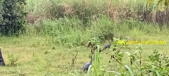 Green peafowls at Cat Tien National Park