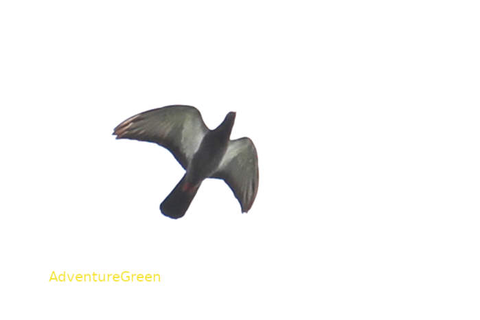 Rock pigeon in Vietnam