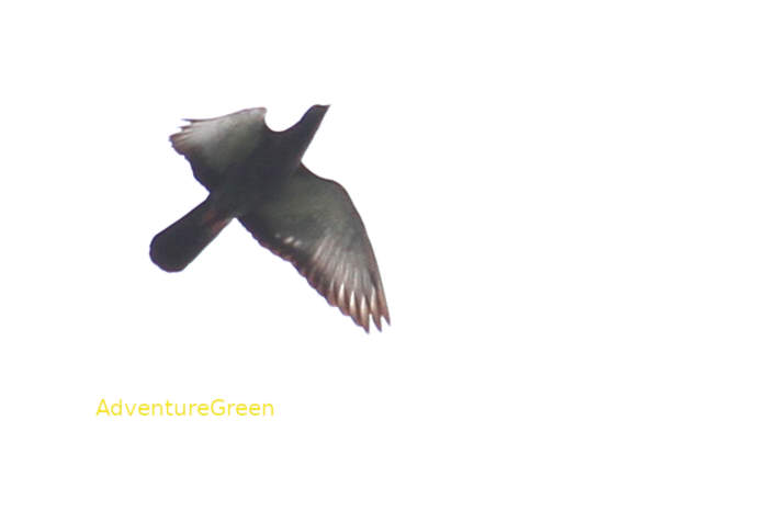 Rock Pigeon in Vietnam