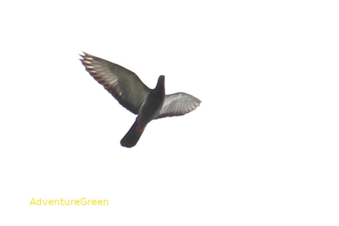 Rock pigeon in Vietnam