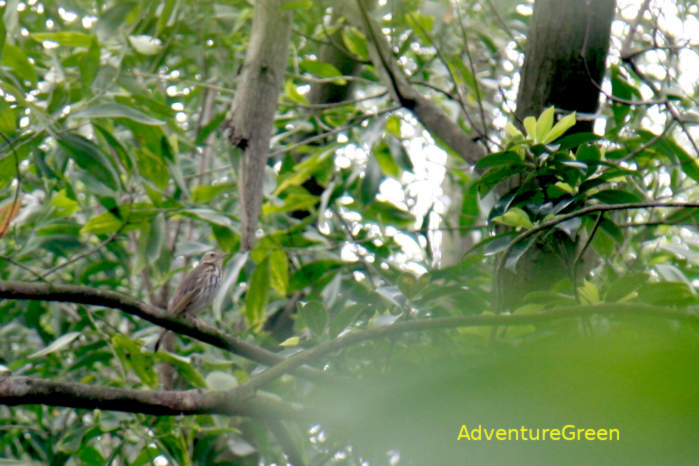 Olive-backed pipit in Vietnam
