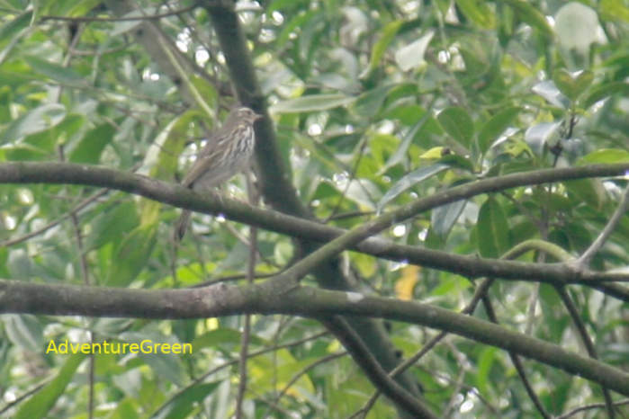Olive-backed pipit in Vietnam