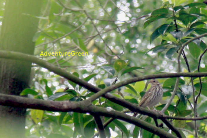 Olive-backed pipit in Vietnam