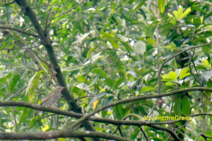 Olive-backed pipit in Vietnam