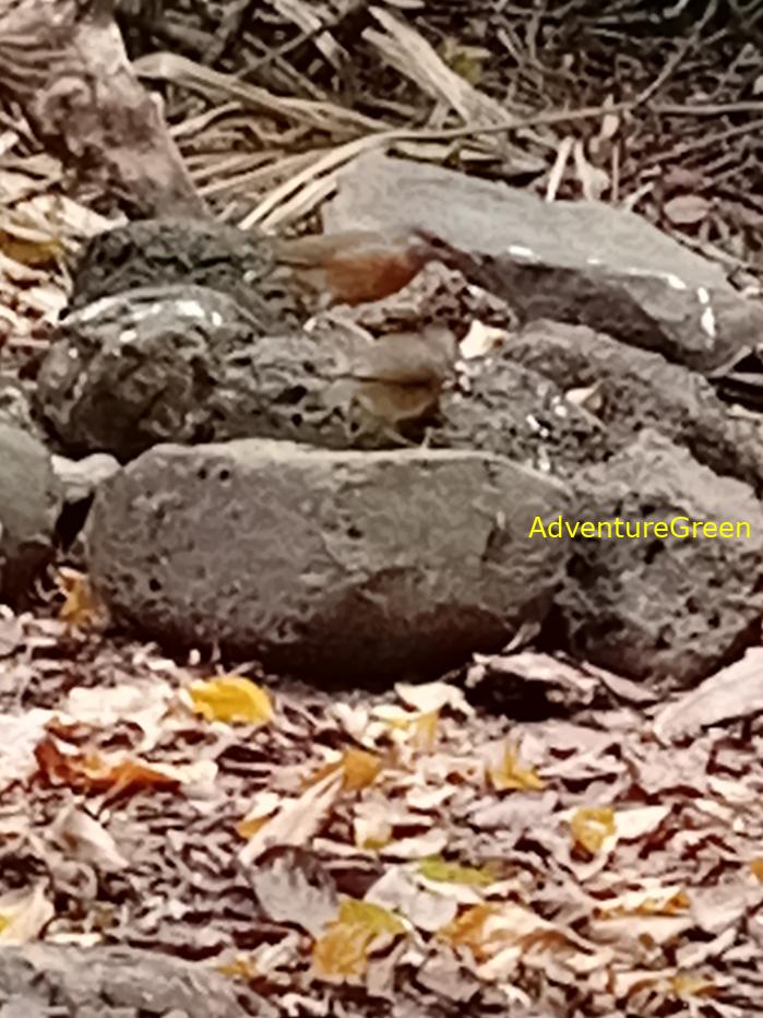 Blue-rumped pitta