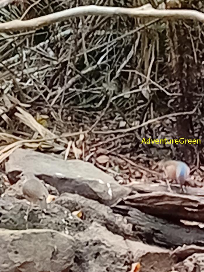 Blue-rumped pitta
