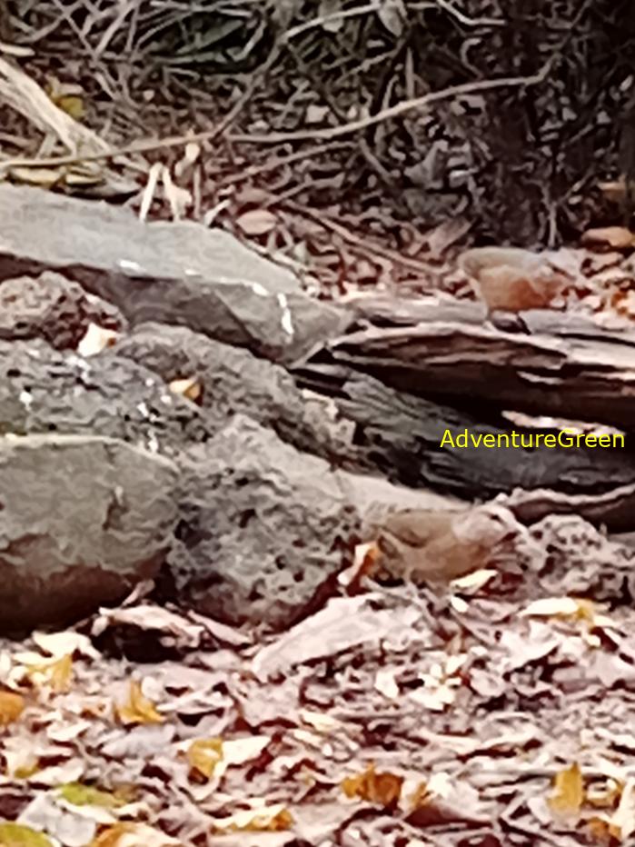 Blue-rumped pitta