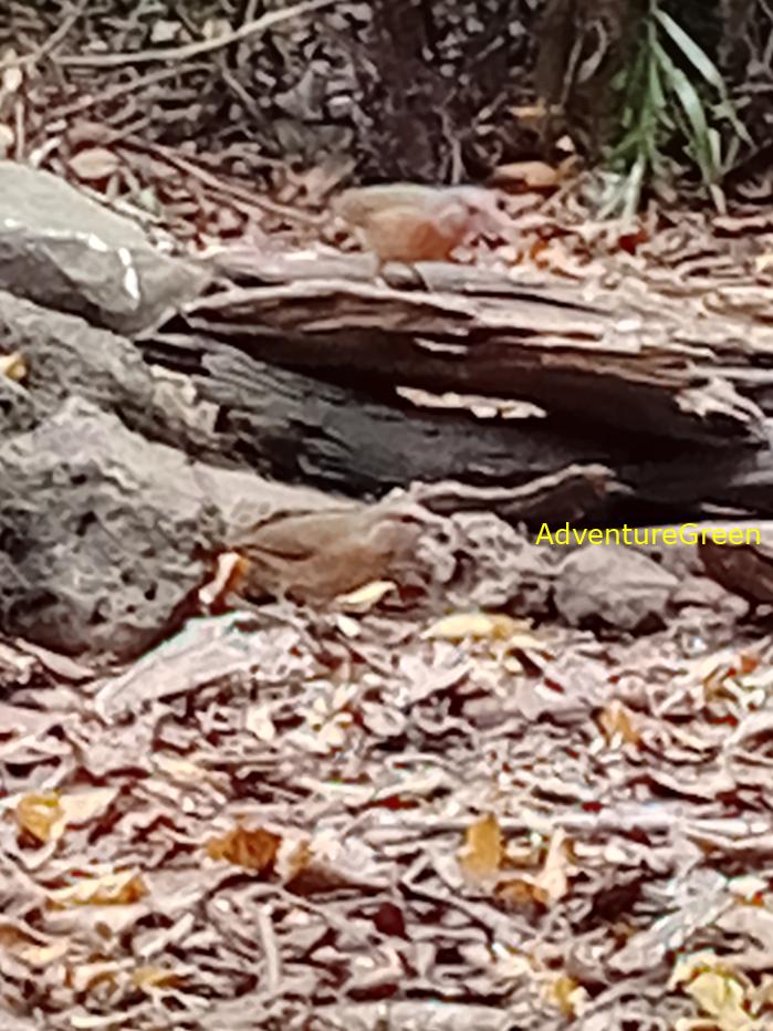 Blue-rumped pitta