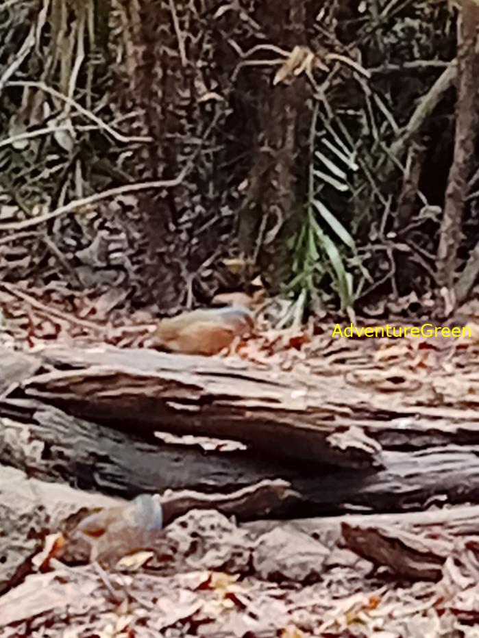 Blue-rumped pitta