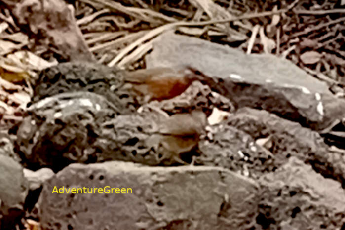 Blue-rumped pitta in Vietnam