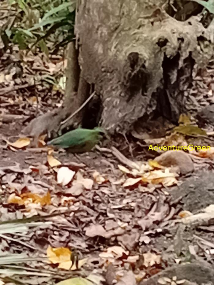 Bar-bellied pitta