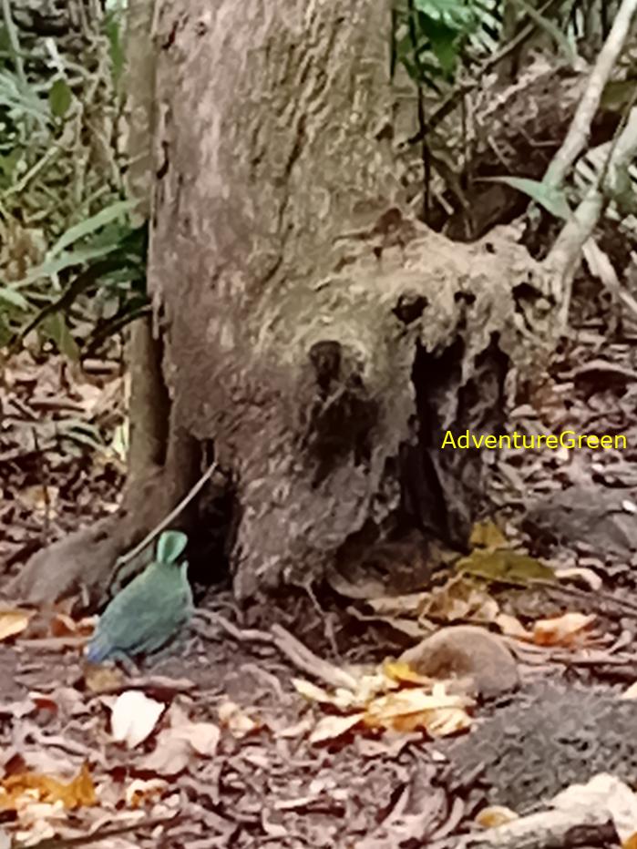 Bar-bellied pitta