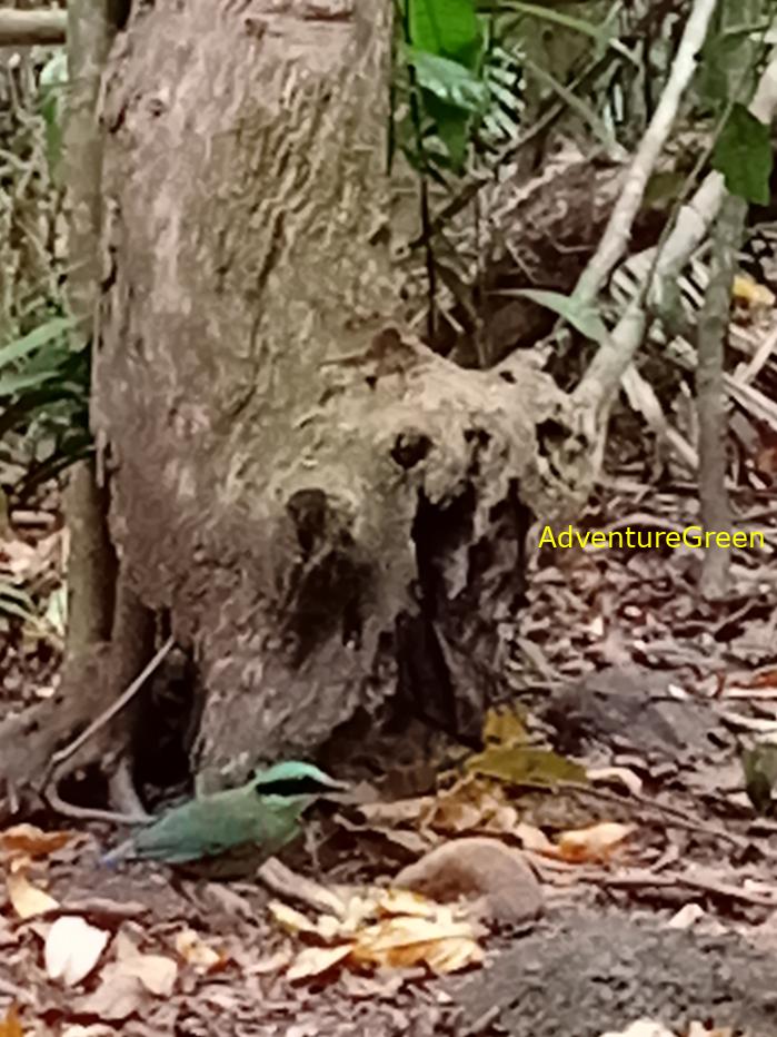 Bar-bellied pitta