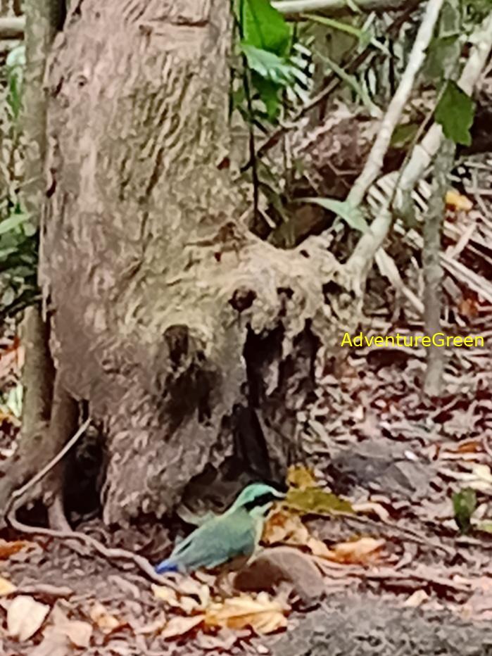 Bar-bellied pitta