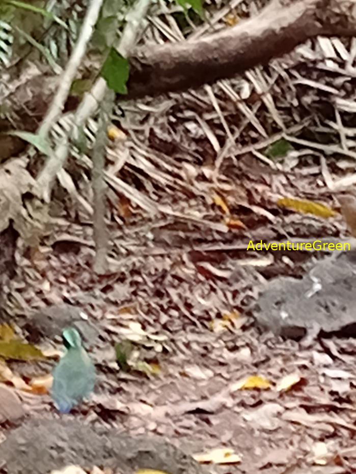 Bar-bellied pitta