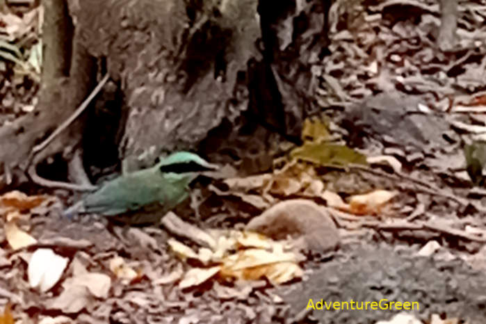 Bar-Bellied Pitta in Vietnam