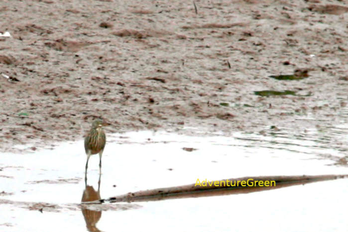 Chinese Pond Heron