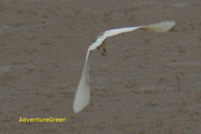 Chinese Pond Heron