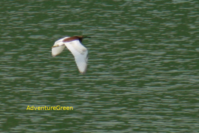 Chinese pond heron in Vietnam